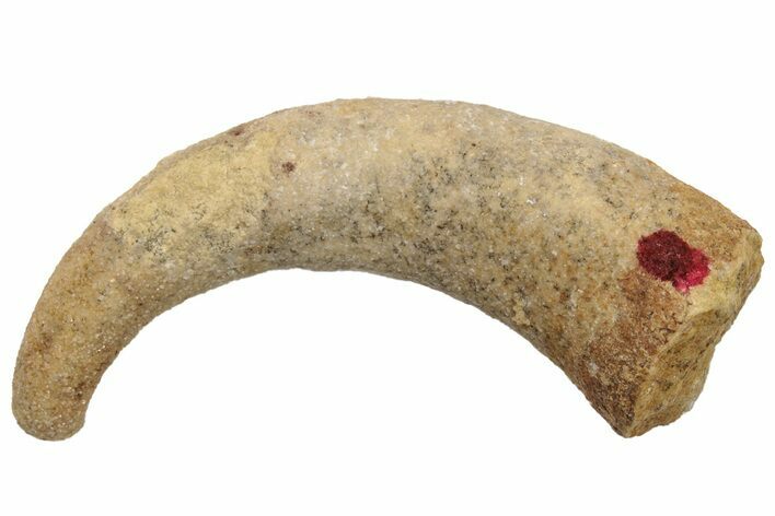 Ordovician Septate Gastropod (Ecculiomphalus) Fossil - Wisconsin #216407
